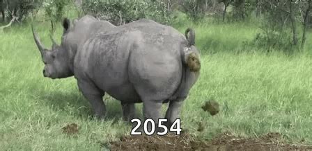rhino poop gif|Rhino Poop Explosion! .